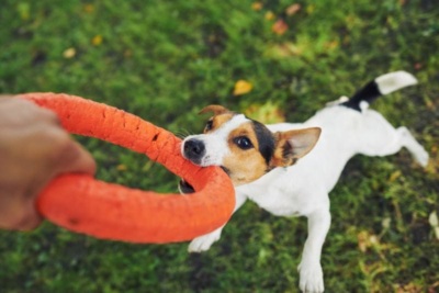 What to Do After a Dog Bite in Michigan