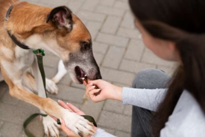 Understanding Michigan Dog Bite Laws: A Comprehensive Guide